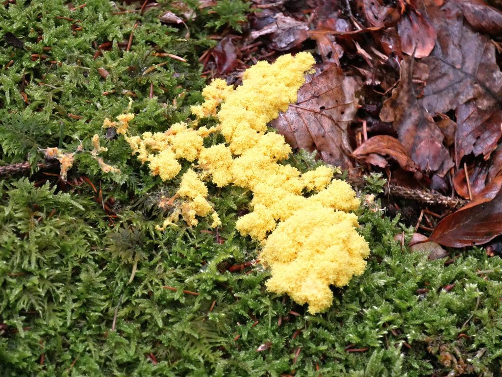 Un Blob dans la Forêt de Chaux de la forêt